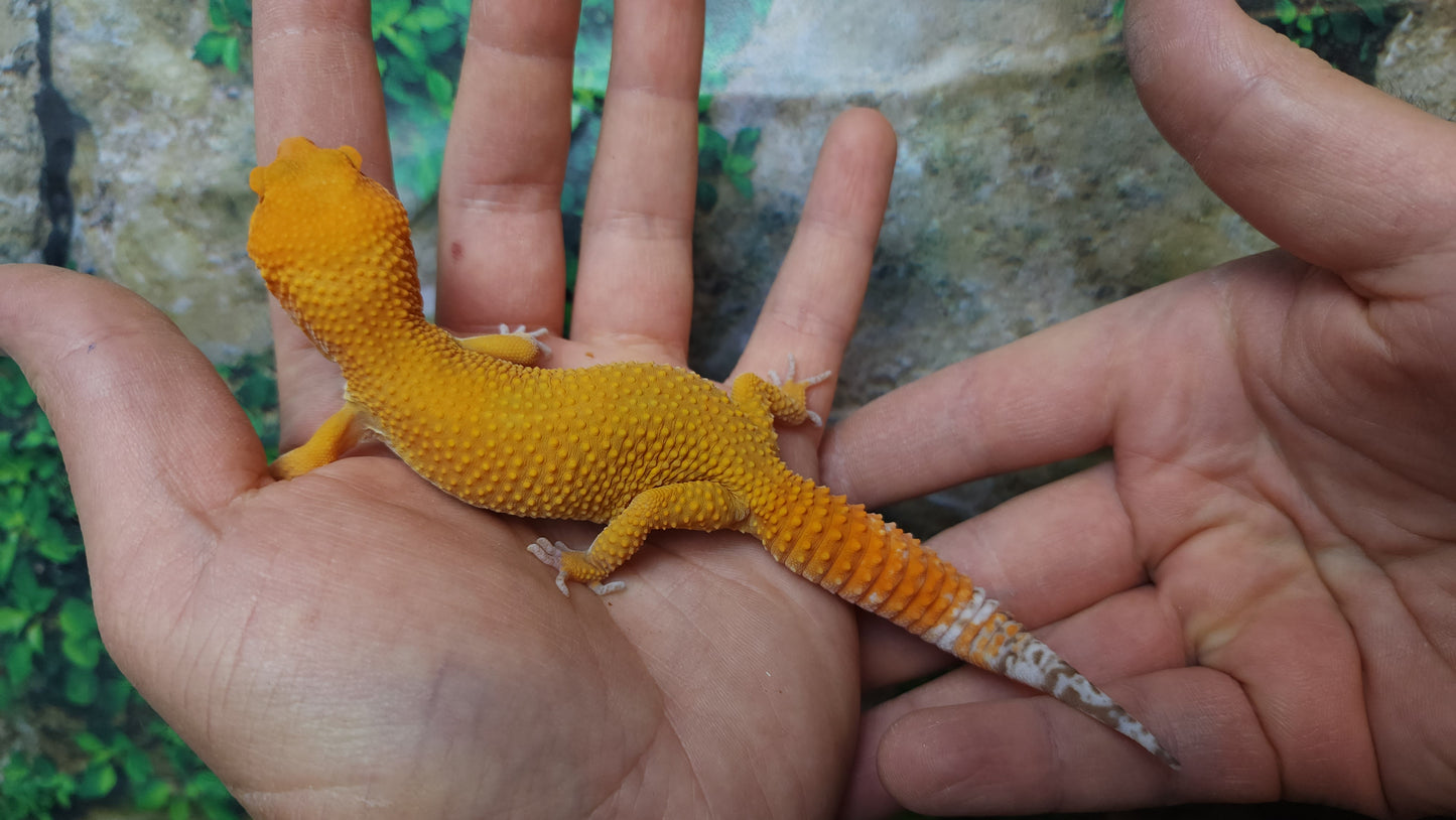 Female Mandarin Inferno Tangerine Emerine Tremper Albino Leopard Gecko (Good Carrot Tail)