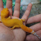 Female Mandarin Inferno Tangerine Emerine Tremper Albino Leopard Gecko (Good Carrot Tail)