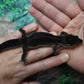 Female Black Night Leopard Gecko (Super Dark)