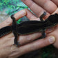 Female Black Night Leopard Gecko (Super Dark)