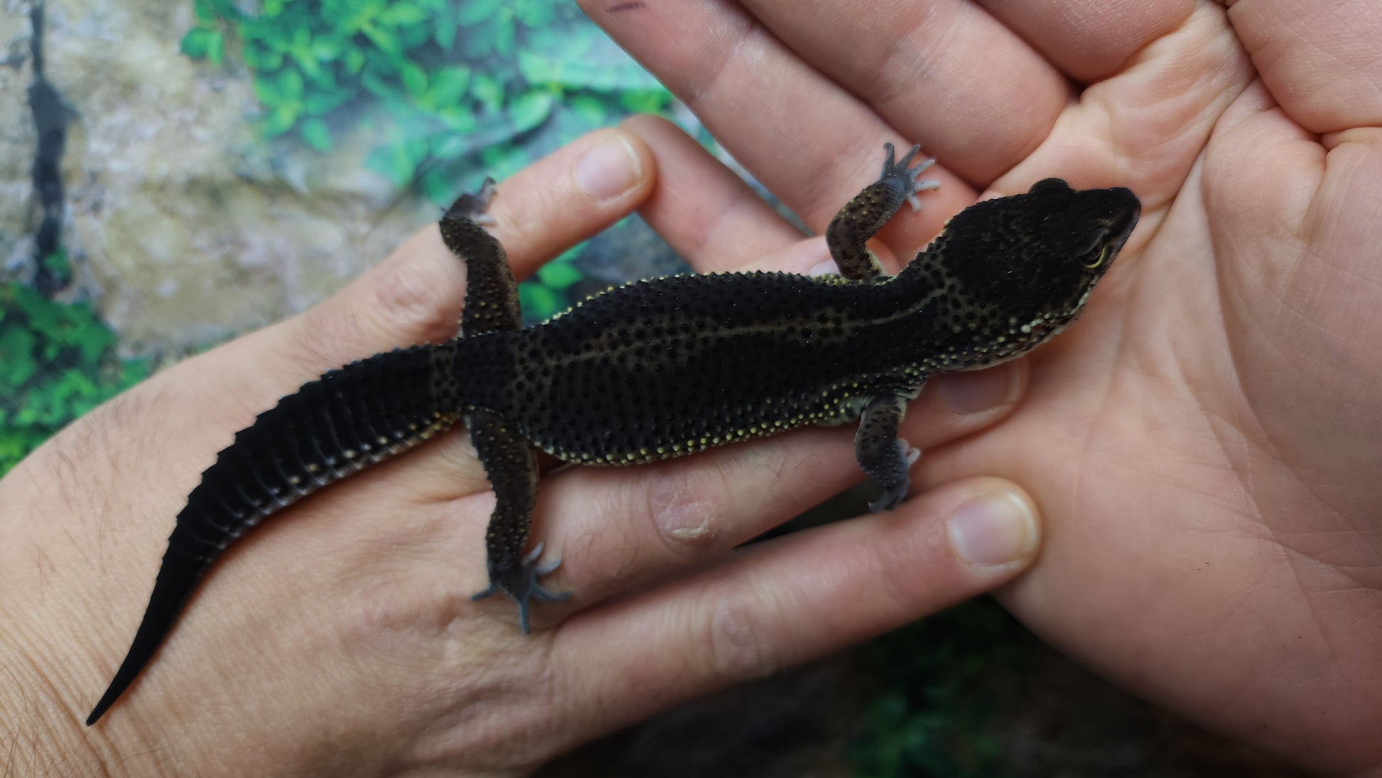 Female Black Night Leopard Gecko Super Dark Frank Cuzzolina female-black-night-leopard-gecko-super-dark-frank-cuzzolina