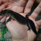 Female Black Night Leopard Gecko (Super Dark)