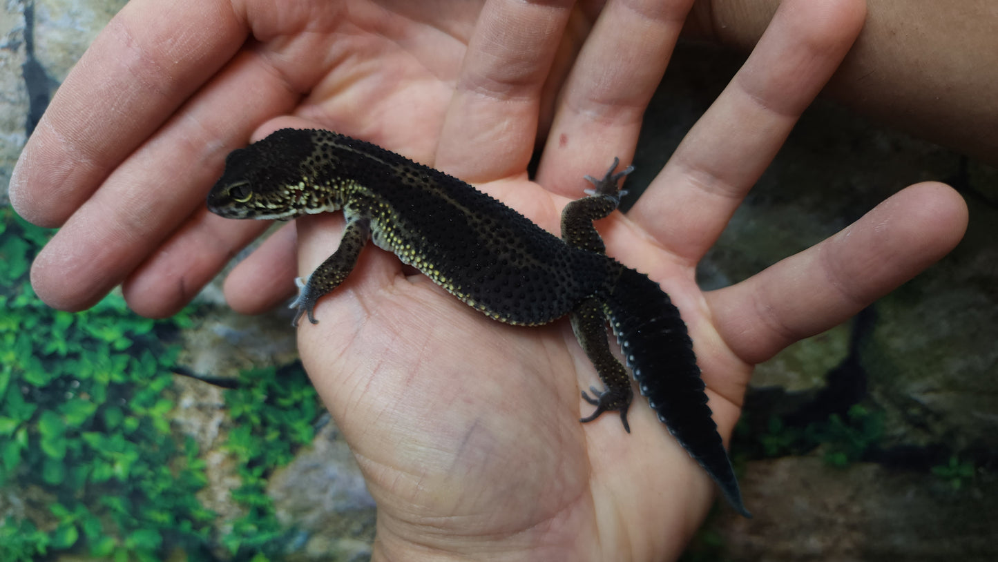 Female Black Night Leopard Gecko (Super Dark)